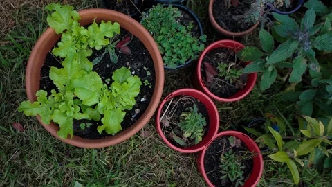 Pot plants in the garden Vídeos de archivo 94882716