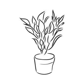 Pot plants set, vector illustration flowers in pots drawn black line on a whi Stock Illustration