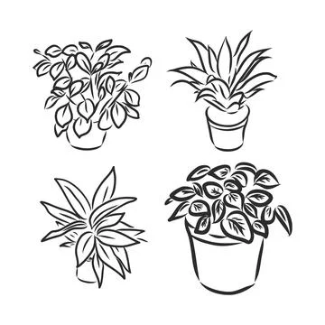 Pot plants set, vector illustration flowers in pots drawn black line on a whi Stock Illustration