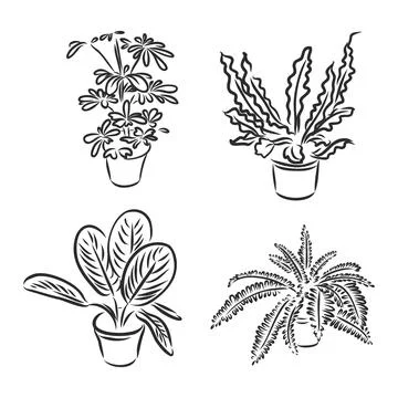 Pot plants set, vector illustration flowers in pots drawn black line on a whi Stock Illustration