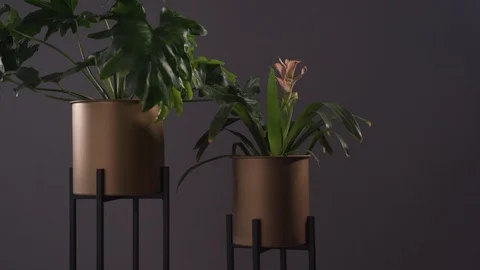 Pot Plants on stands in wind 1 Stock Footage 103850427