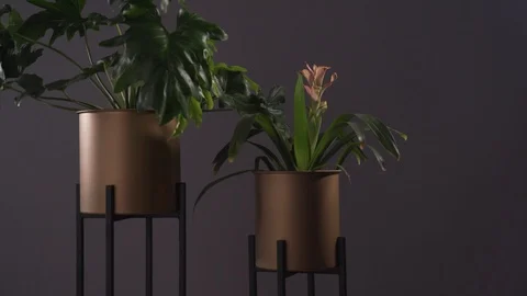 Pot Plants on stands in wind 2 Stock Footage 103851476