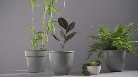 Pot Plants in the Wind 2 Stock Footage 103851404