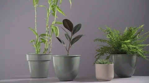 Pot Plants in the Wind Stock Footage 103851347