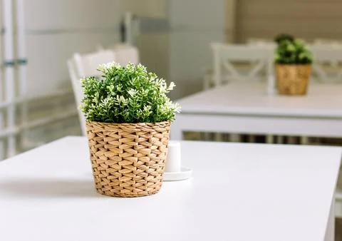A pot of plastic plants, on a table in a wicker pot-2. Photos