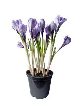 Pot with spring flowers Stock-Fotos