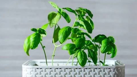 A pot of Sweet Basil on windowsill growing in time lapse with Stock-Footage 75327346
