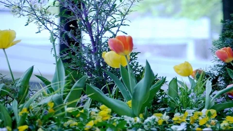 Pot of Tulips Stock Footage 128161593