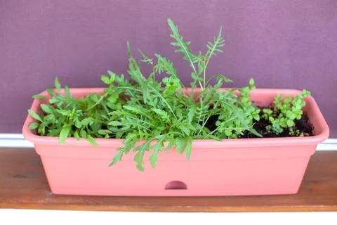 A pot on the windowsill on the balcony. Stock Photos