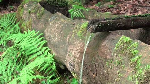 Potable Water from Mountains River in Forest, Drinkable Water Flowing in Trough Vidéo 161032252