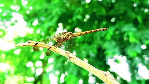Potamarcha congener dragonfly sitting on thin branch green background Stock Footage 318693528