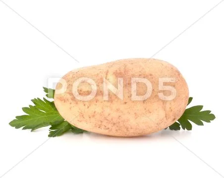 Potato and parsley leaves Stock Photos