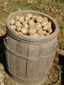 Potato barrel Stock Photos