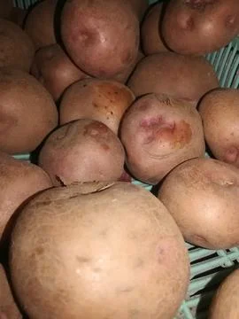 Potato in the basket Stock Photos