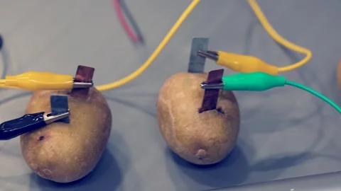 Potato battery experiment with metal electrodes and connected wires Stock Footage 336468741