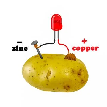 Potato Battery making experiment Illustrazione stock