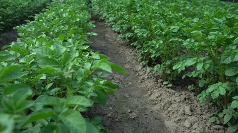 Potato bed in the garden Stock Footage 278145388
