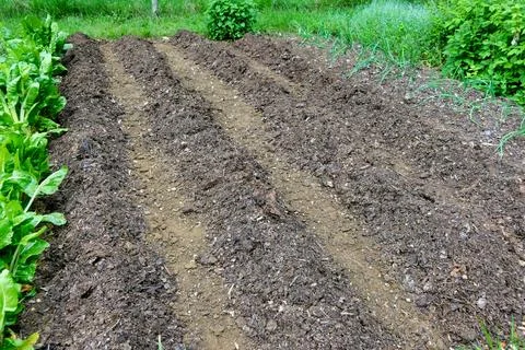 Potato Bed. Stock Photos