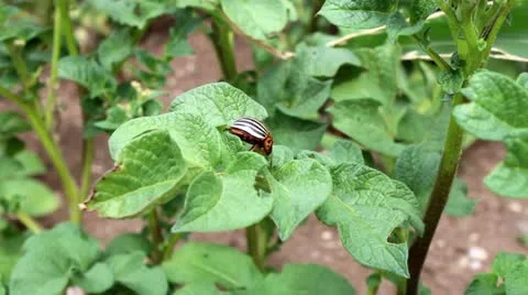 Potato beetle ''decemlineata'' Stock Footage 12726789
