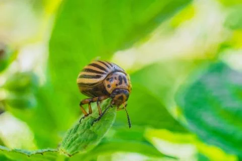 Potato beetle eats green leaf close-up. Garden insect pest. Stock Photos