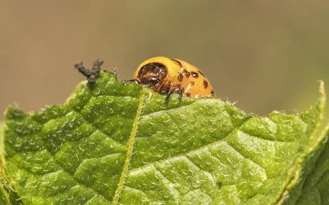 The potato beetle eats a potato leaf Stock Photos