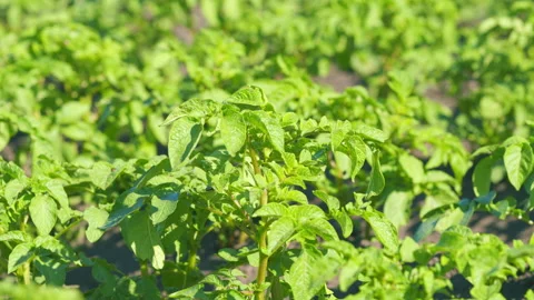 Potato beetle eggs. Potato field rows. Beetles eat green stalks of young Stock Footage 204809735