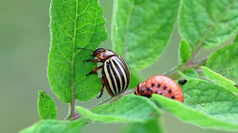Potato Beetle Stock Footage 11170140