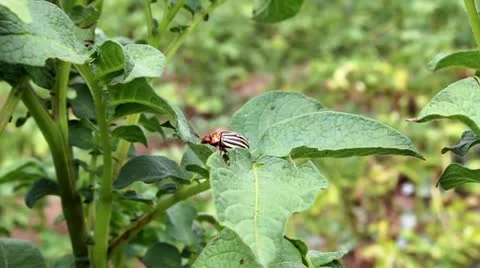Potato beetle Stock Footage 12718697