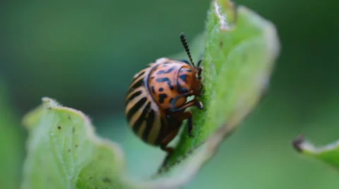 Potato beetle Stock Footage 33376353