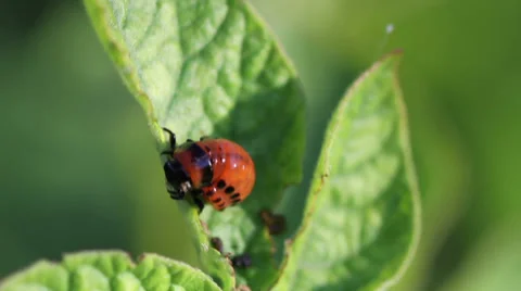 Potato beetle. Larva Stock Footage 33376466