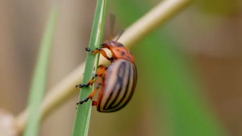 Potato beetle pest insect Video stock 274414816