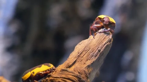 Potato beetle pest insect Stock Footage 274415240