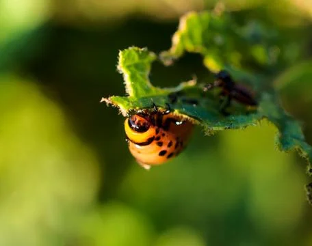 Potato beetle Stock Photos