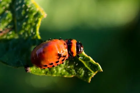 Potato beetle Stock Photos