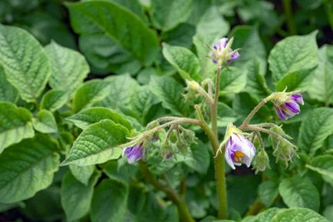 Potato blooming Stock Photos