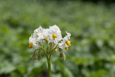Potato Blossom (Solanum Tuberosum) on Farm Field Stock Photos