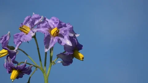 Potato blossoms rotating Video stock 141712483