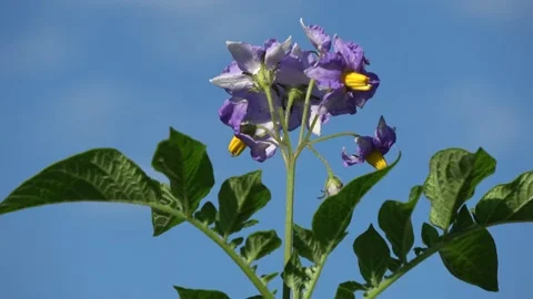 Potato blossoms rotating on  sky background Video stock 141495487