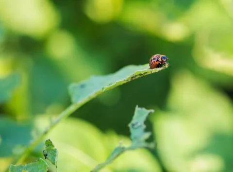 Potato Bug Caterpillar Foto stock