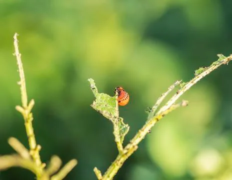 Potato Bug Caterpillar Foto stock