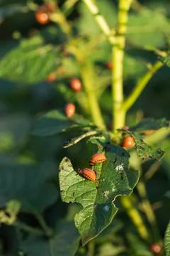 Potato Bug Caterpillars Stock Photos