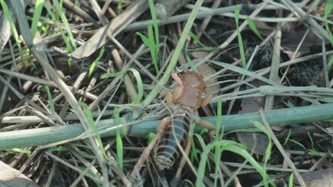 Potato bug crawling on grass Stock Footage 295001486