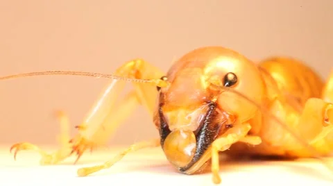 Potato Bug face pan (nice!) Stock Footage 47487731