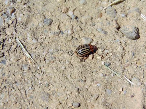 Potato bug on the field Fotos Stock