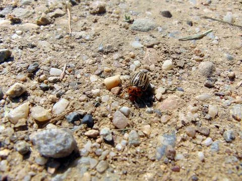 Potato bug on the field Stock Photos