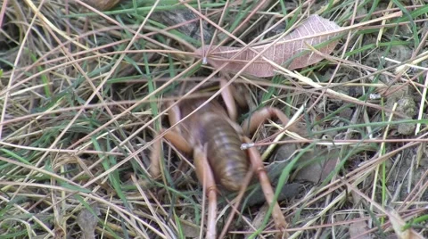 Potato Bug on ground trying to burrow (ease out) Stock Footage 47483742