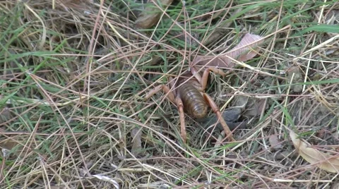 Potato Bug on ground trying to burrow 1/6 (ease in) Stock Footage 47483942