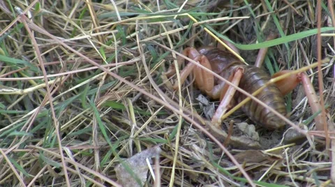 Potato Bug on ground trying to burrow 5/6 Stock Footage 47484068
