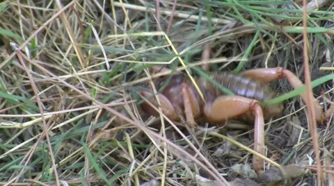 Potato Bug on ground trying to burrow 6/6 Stock Footage 47484158