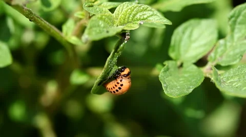 Potato bug larva  eating a leaf of a potato plant Stock Footage 55706356